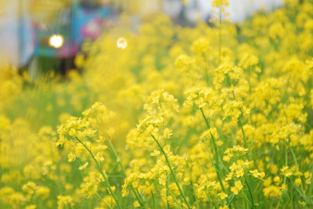 菜の花
