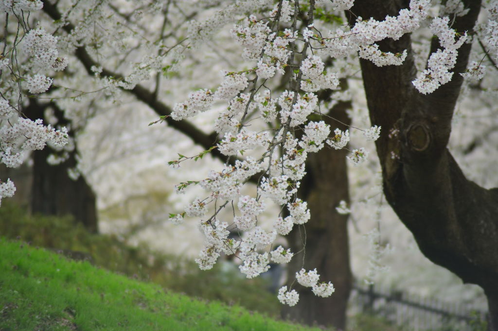 桜