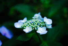 今年の紫陽花も終わりかなⅡ