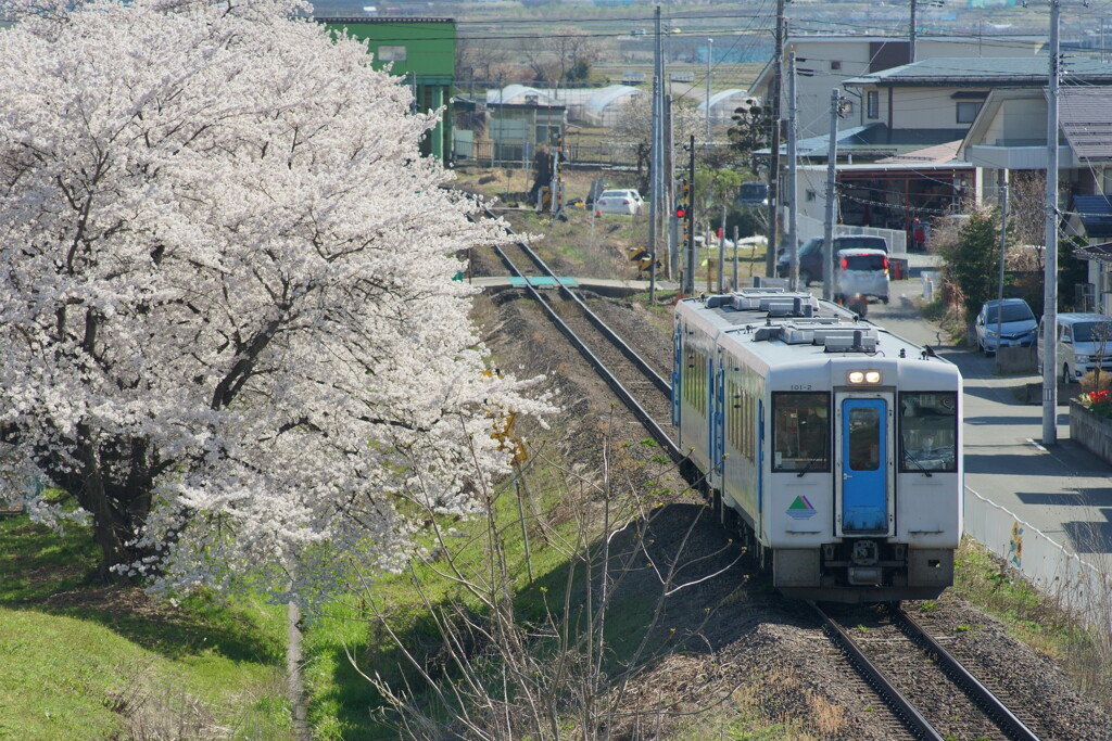 桜を眺めて