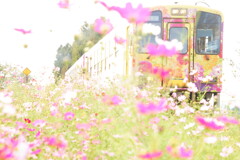 最後の秋桜
