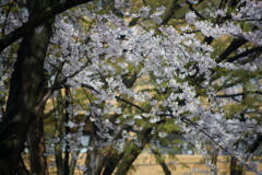木漏れ日の桜