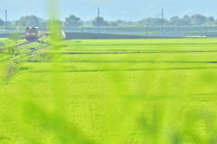 梅雨があけて