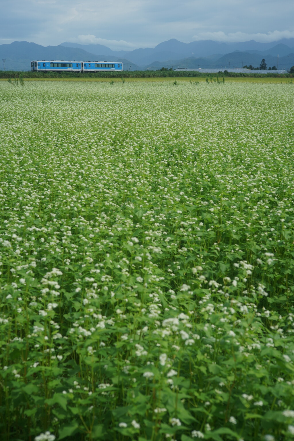 沿線のそばの花