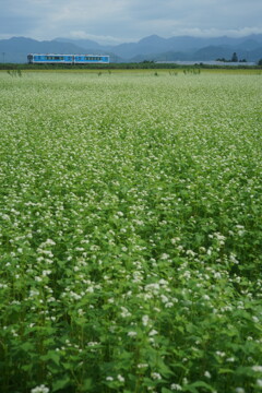 沿線のそばの花