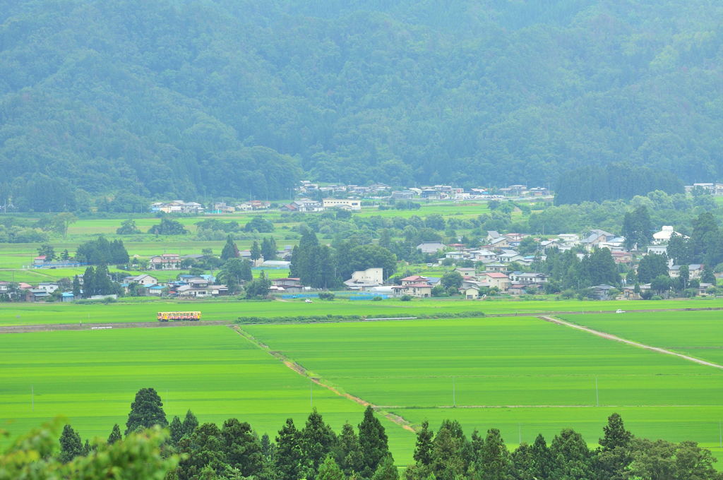 緑の絨毯