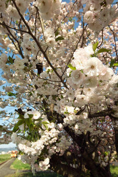八重桜