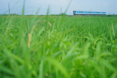 田んぼの緑