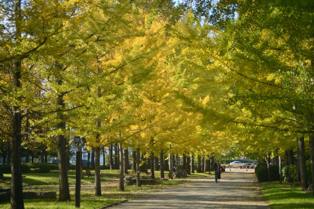 紅葉の始まり