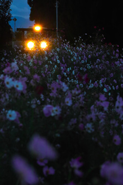 秋の夜の時庭駅