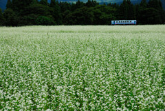 蕎麦の花の咲く頃