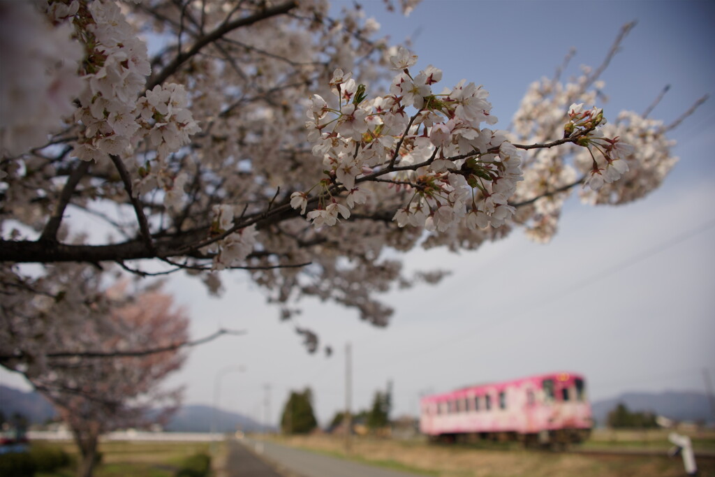 Sakura