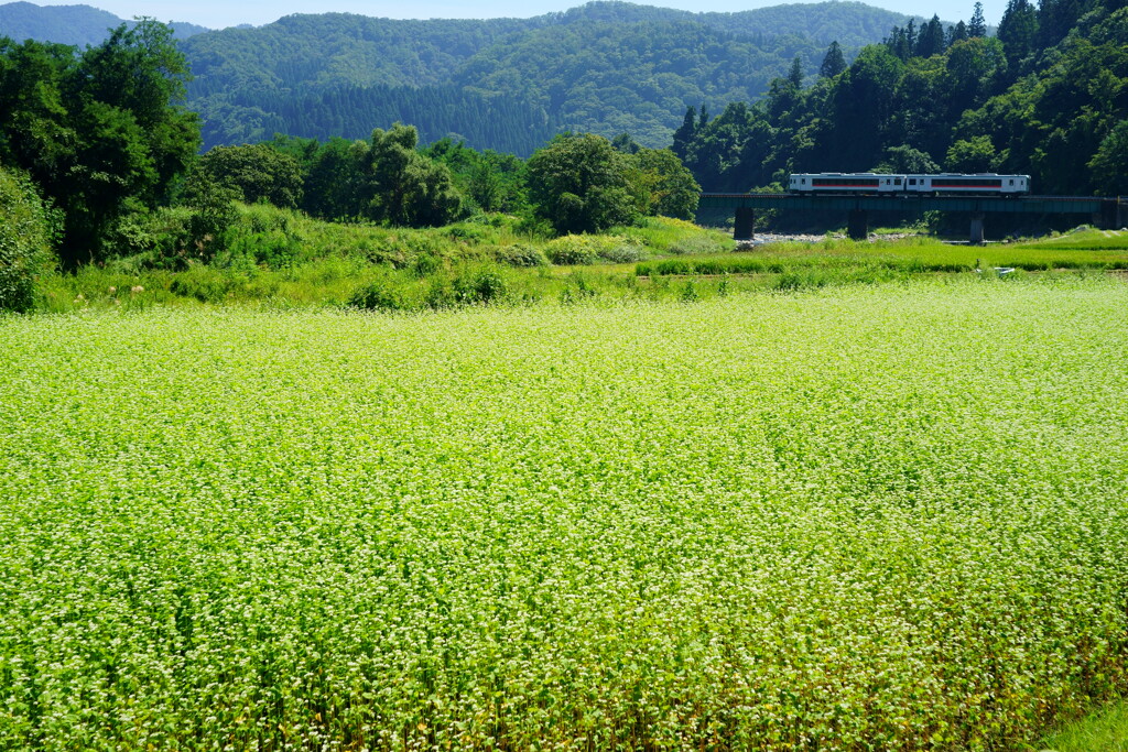 蕎麦の花の咲く頃