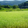蕎麦の花の咲く頃
