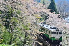 桜から新緑へ