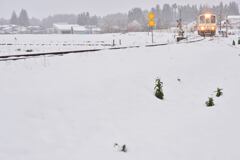 根雪
