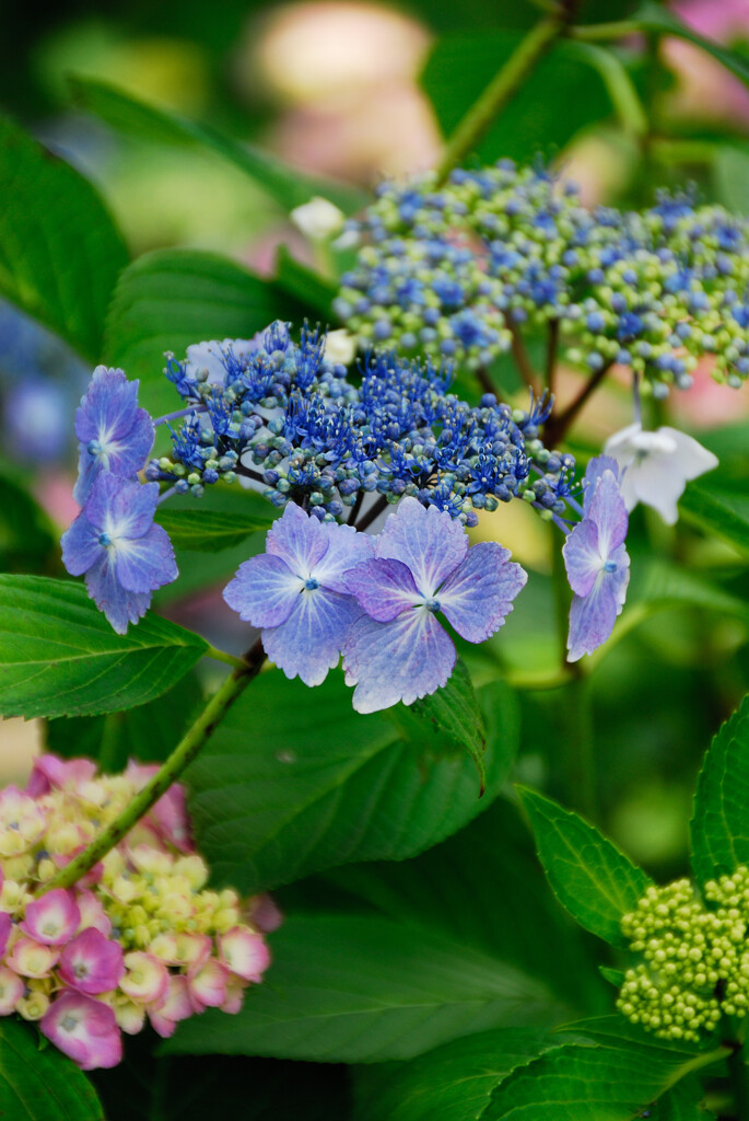 紫陽花