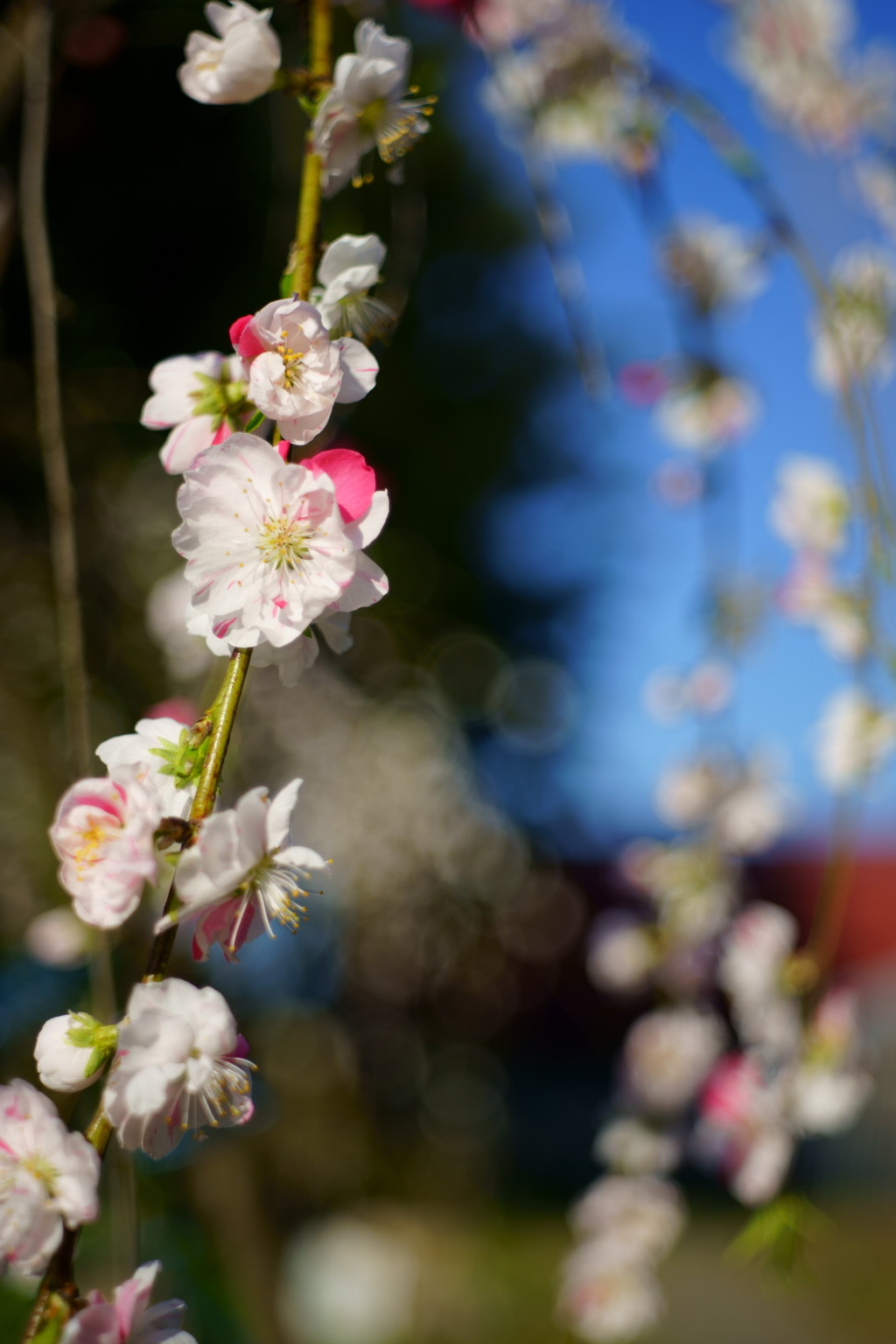 花桃？