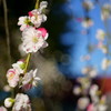 花桃？