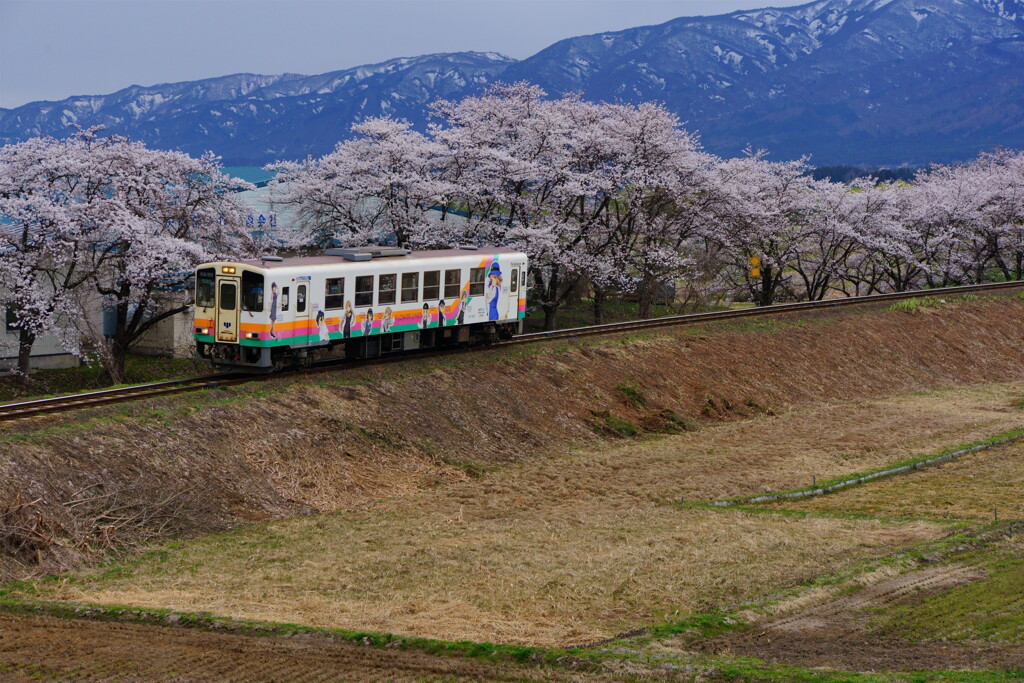 雨の日の桜並木