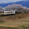 雨の日の桜並木