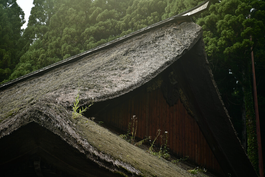 茅葺き屋根に咲く