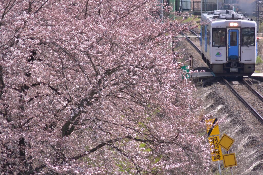 桜と左沢線