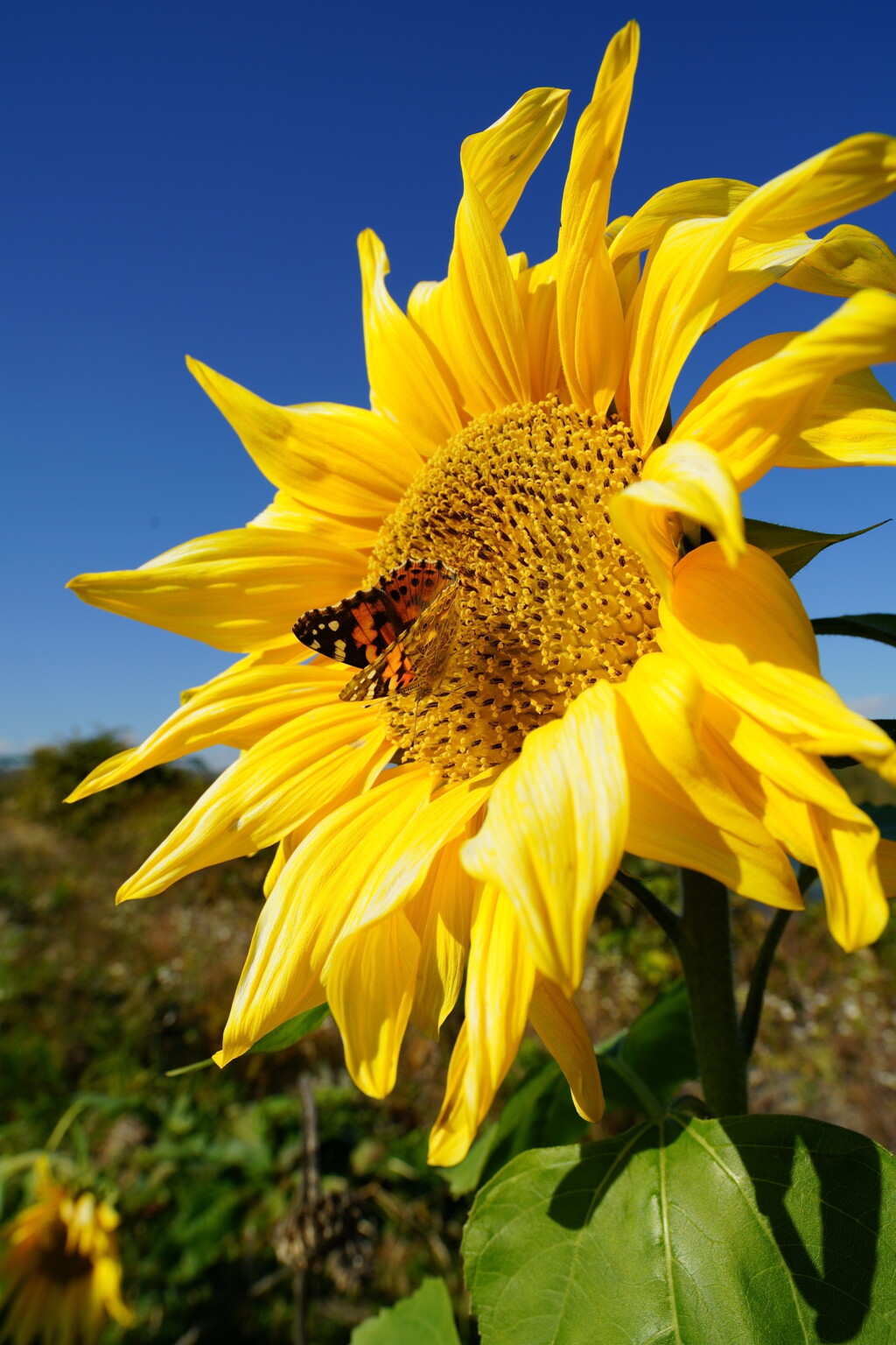ひまわりとツマグロヒョウモンの11月