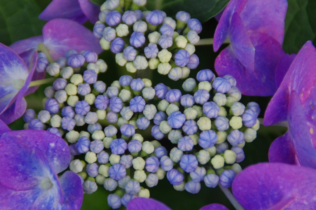 紫陽花の蕾