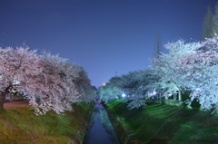 夜桜－静－