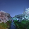夜桜－静－