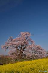 青空の下、花満開