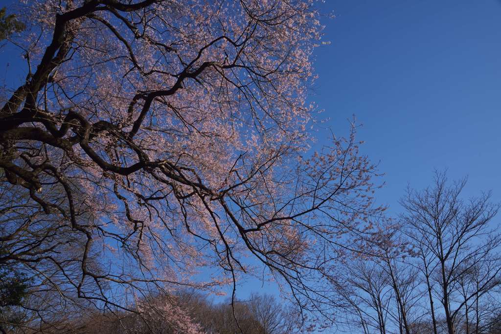 北本のエドヒガン桜　2015 (2)