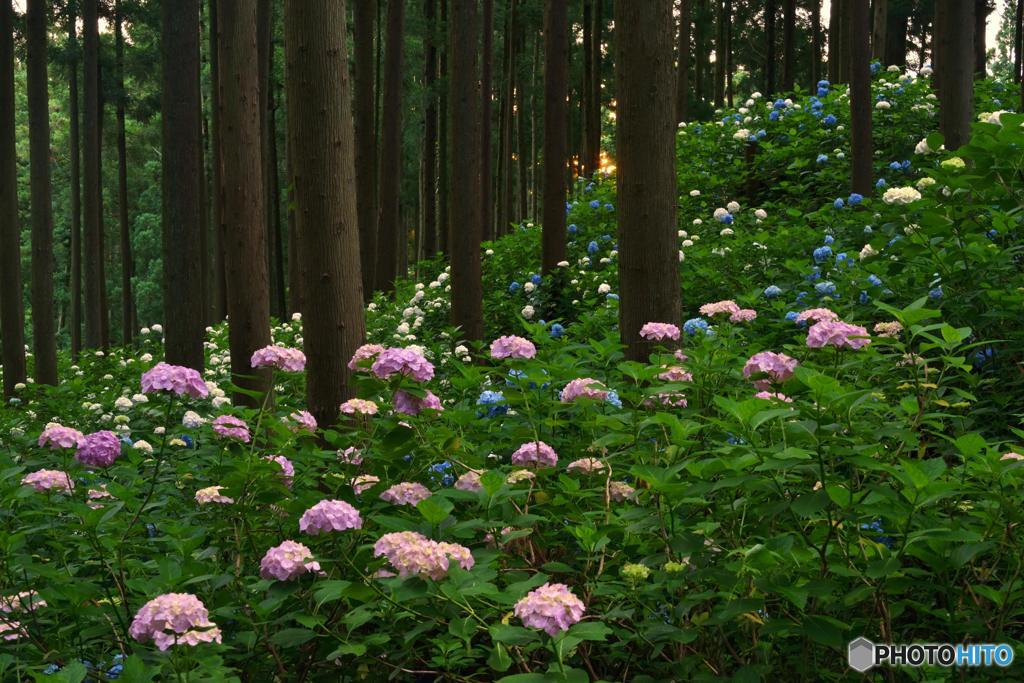紫陽花賛歌