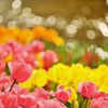 春揺らめいて