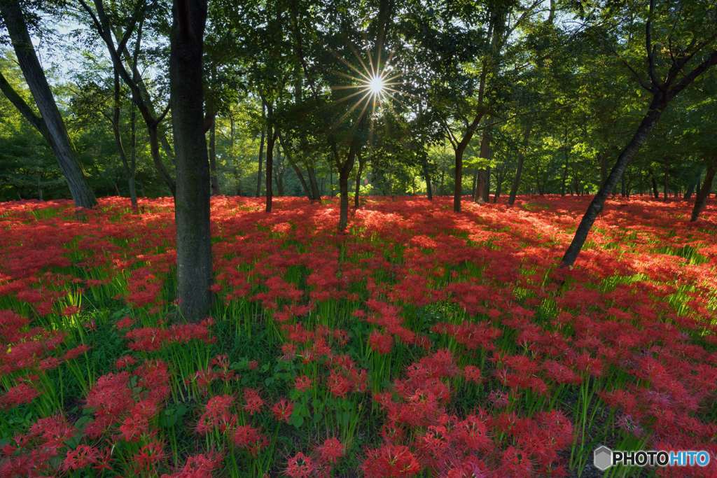 朝日と曼殊沙華
