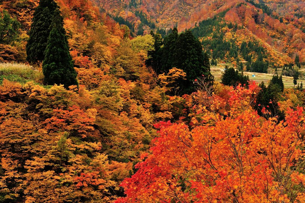 山里の秋