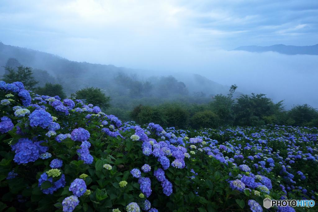 天空の紫陽花