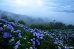 天空の紫陽花