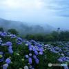 天空の紫陽花