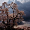 天狂桜乱
