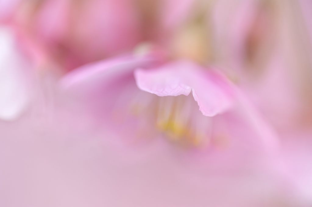 繊細