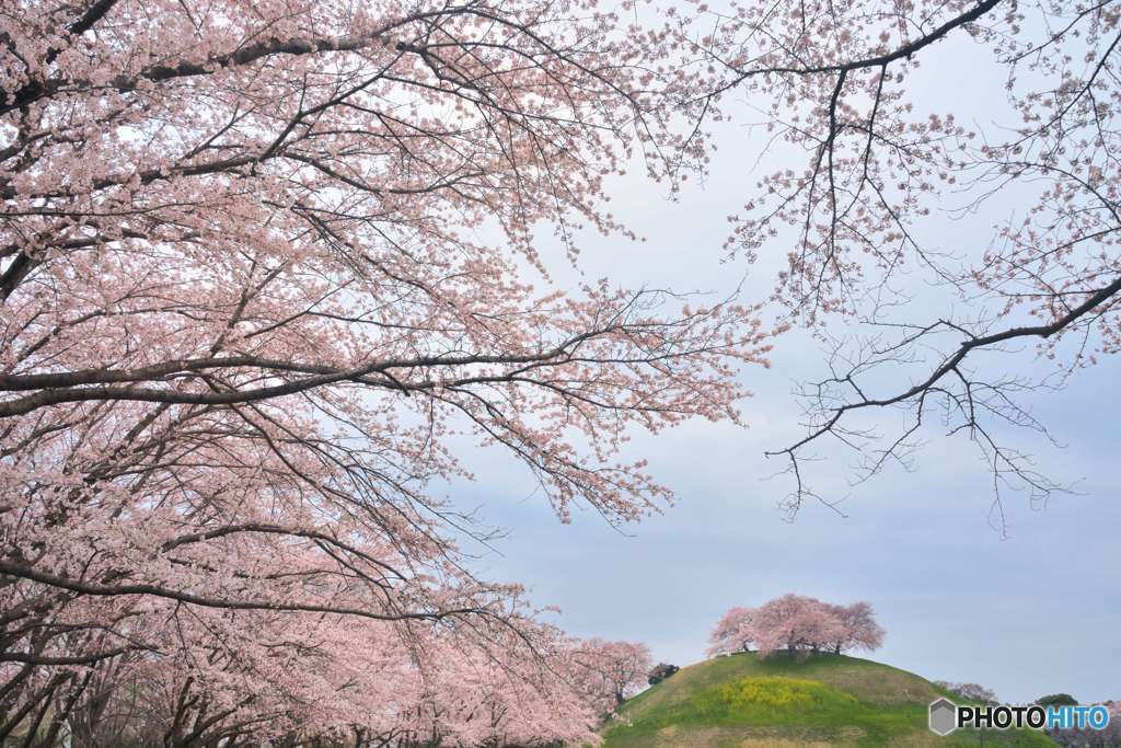 花咲く春