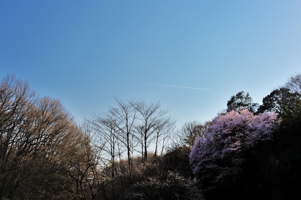 北本のエドヒガン2014