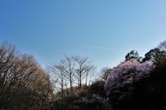 北本のエドヒガン2014