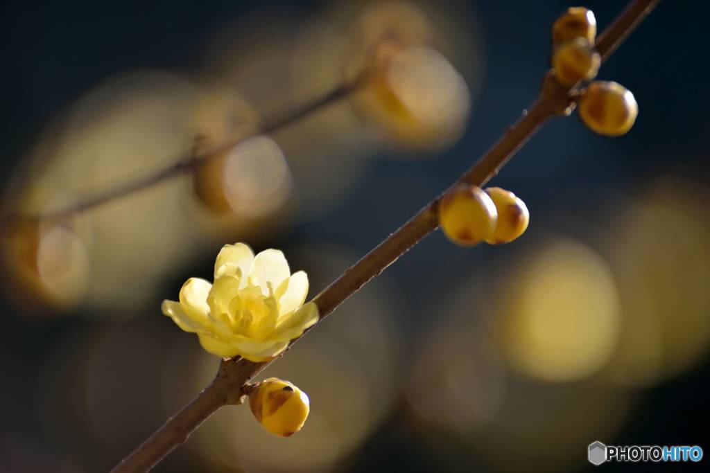 春への灯