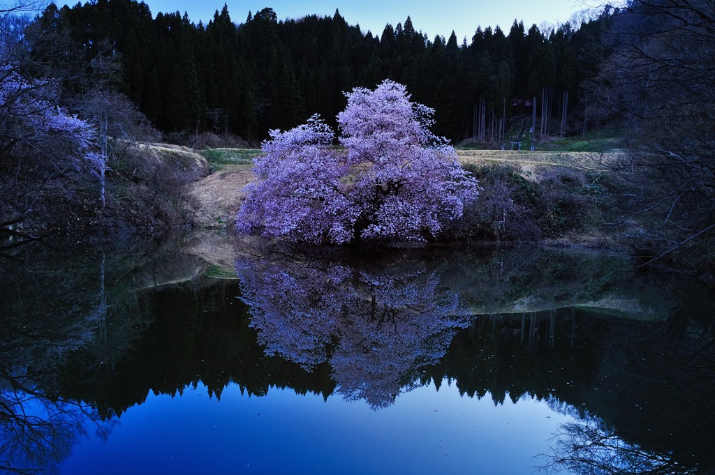 静寂に咲く