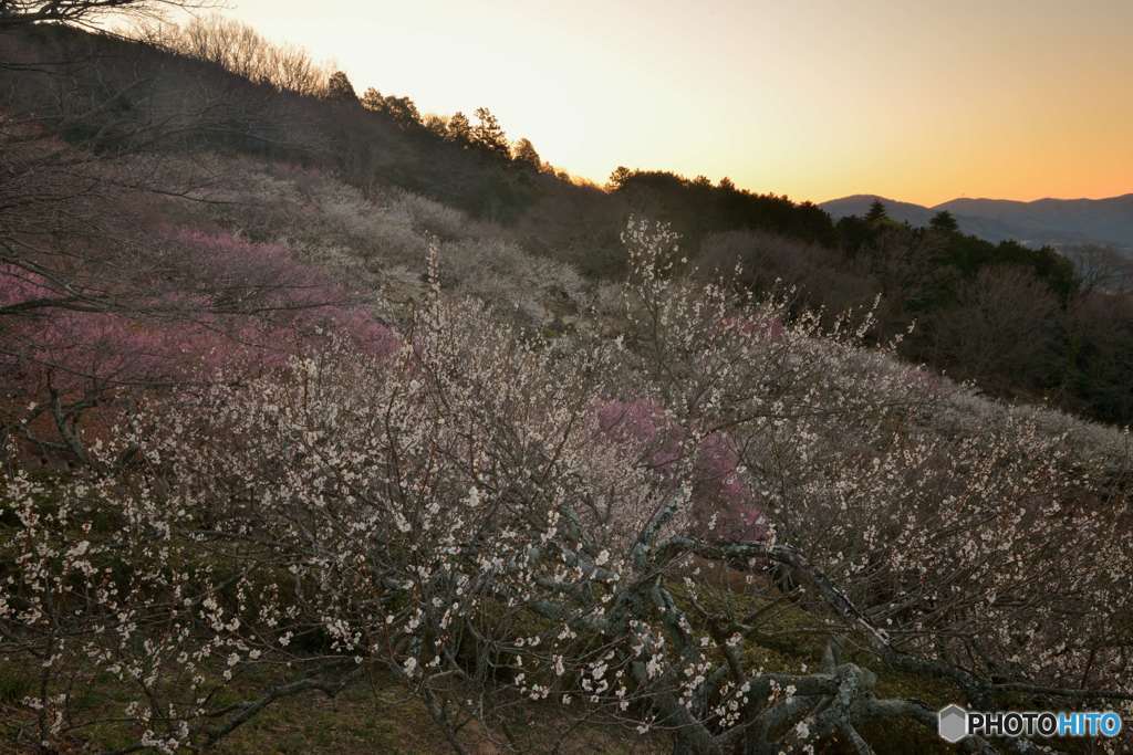 朝焼けの梅林