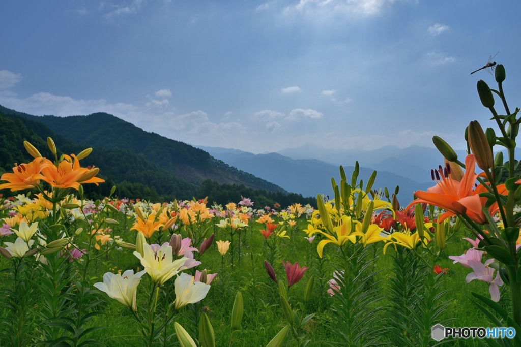 高原のユリ園