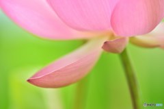 硬いの？柔らかいの？